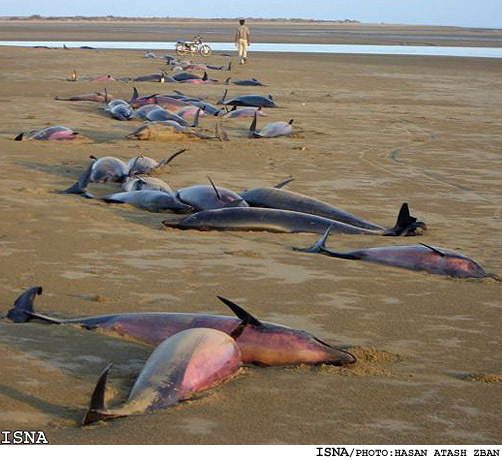 Dead-Dolphins-Jask-PersianGulf1-1.jpg